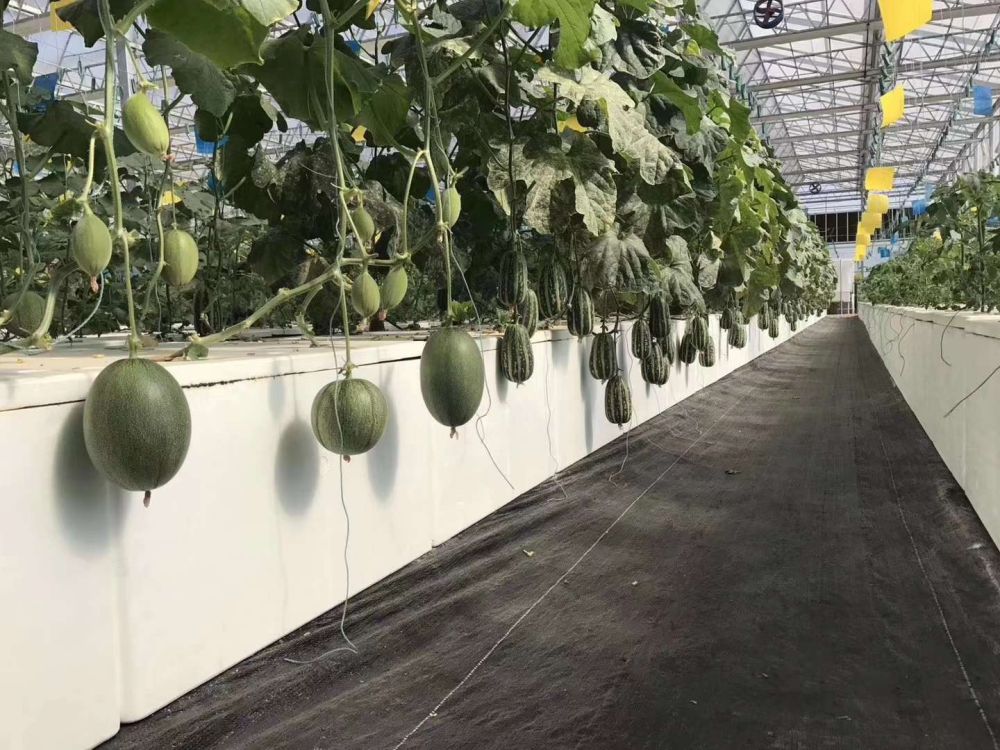 亿佳光电植物灯事业部的产品用于植物农场瓜果种植