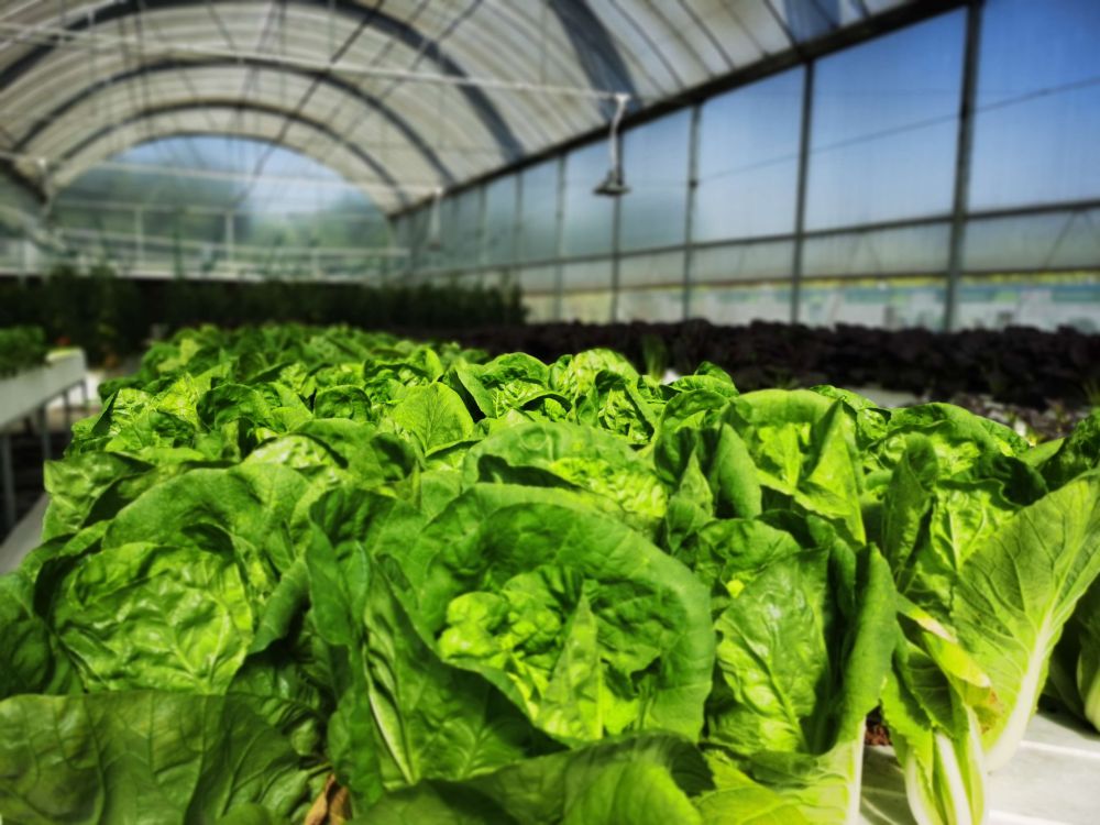 亿佳光电植物灯事业部的产品用于蔬菜种植