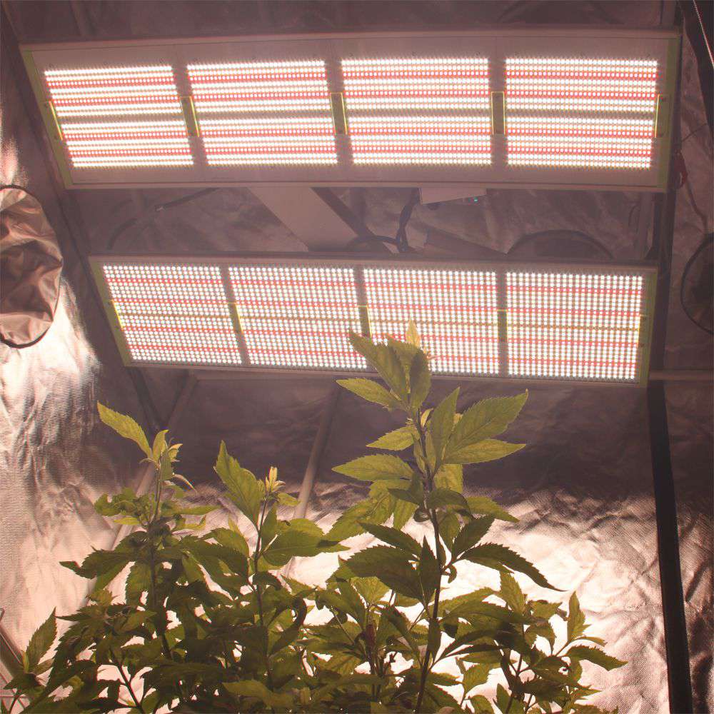 如何正确使用LED植物生长灯? –新手进阶指南