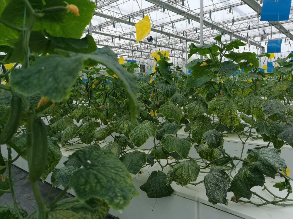 亿佳光电植物生长灯事业部的产品用于植物农场蔬菜种植